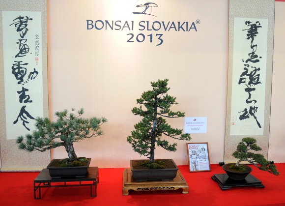 Bonsai Slovakia 2013