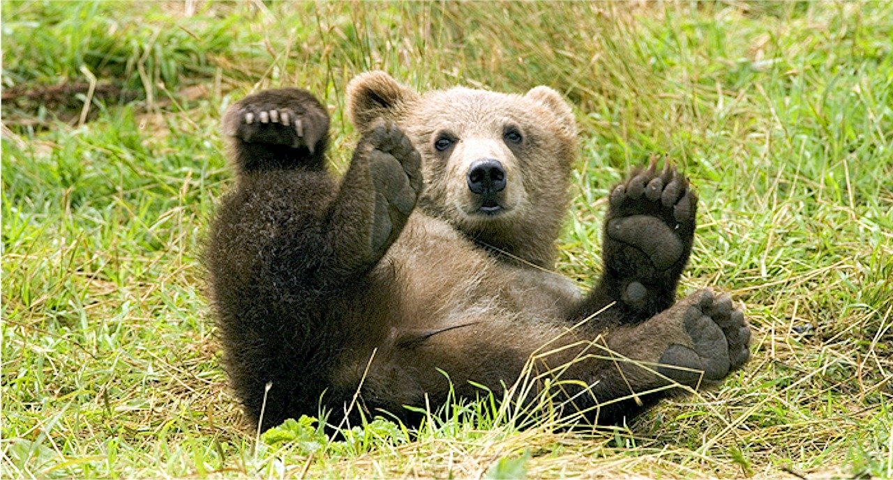 Medvede sa prebúdzajú, v prírode plnia dôležitú sanitárnu funkciu