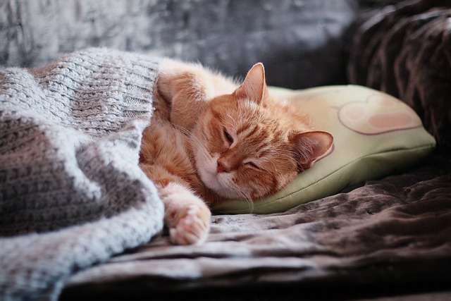 Viete, aké výhody má spanie s mačkou?