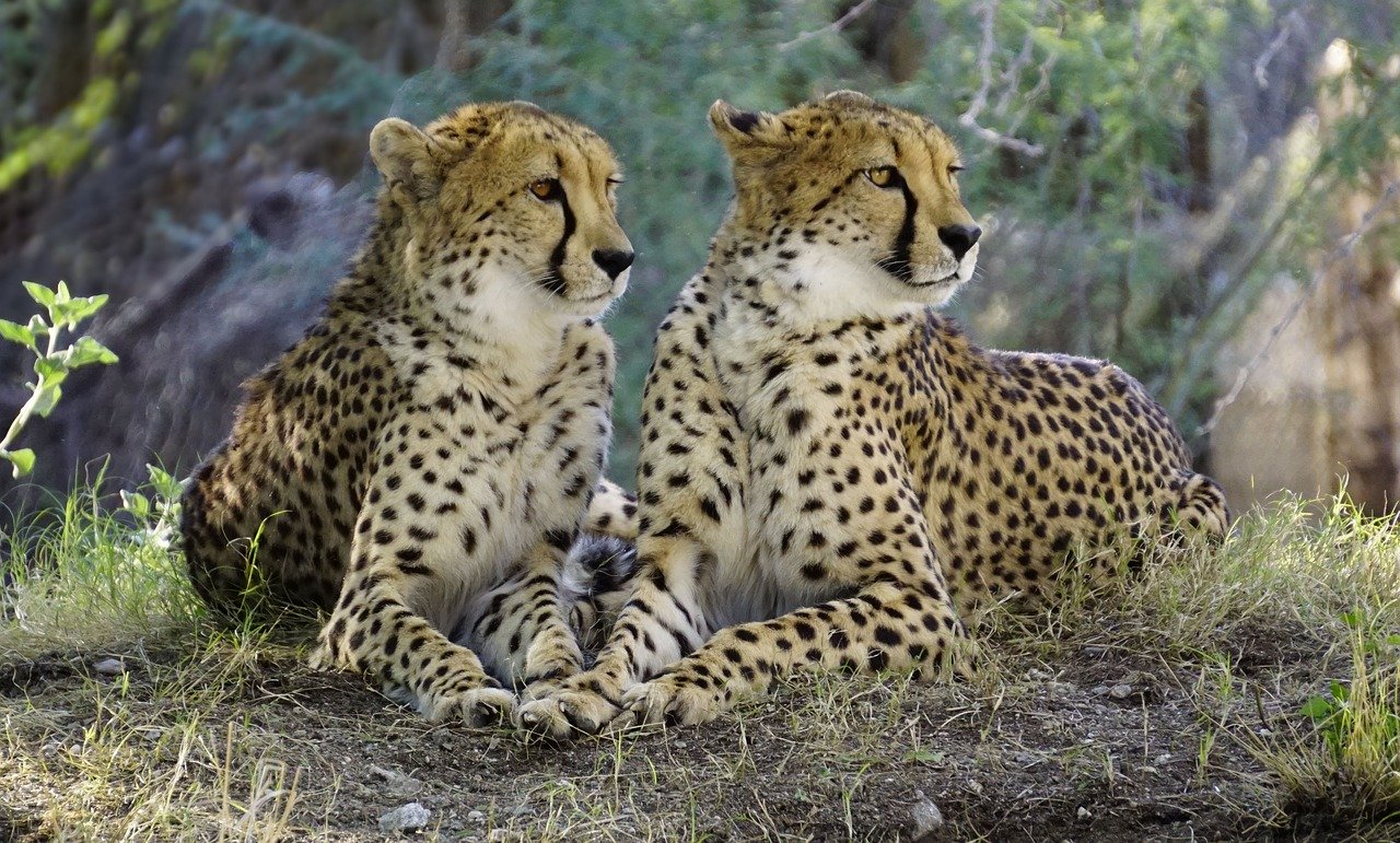 Ohrozený gepard sa môže vrátiť do prírody, rozhodol súd