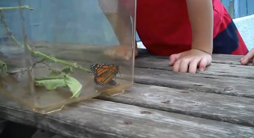 Video: Ako chlapec púšťal motýľa na slobodu