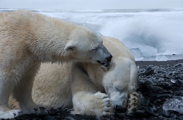 Štúdia: Vlákno inšpirované srsťou ľadových medveďov hreje ako páperie