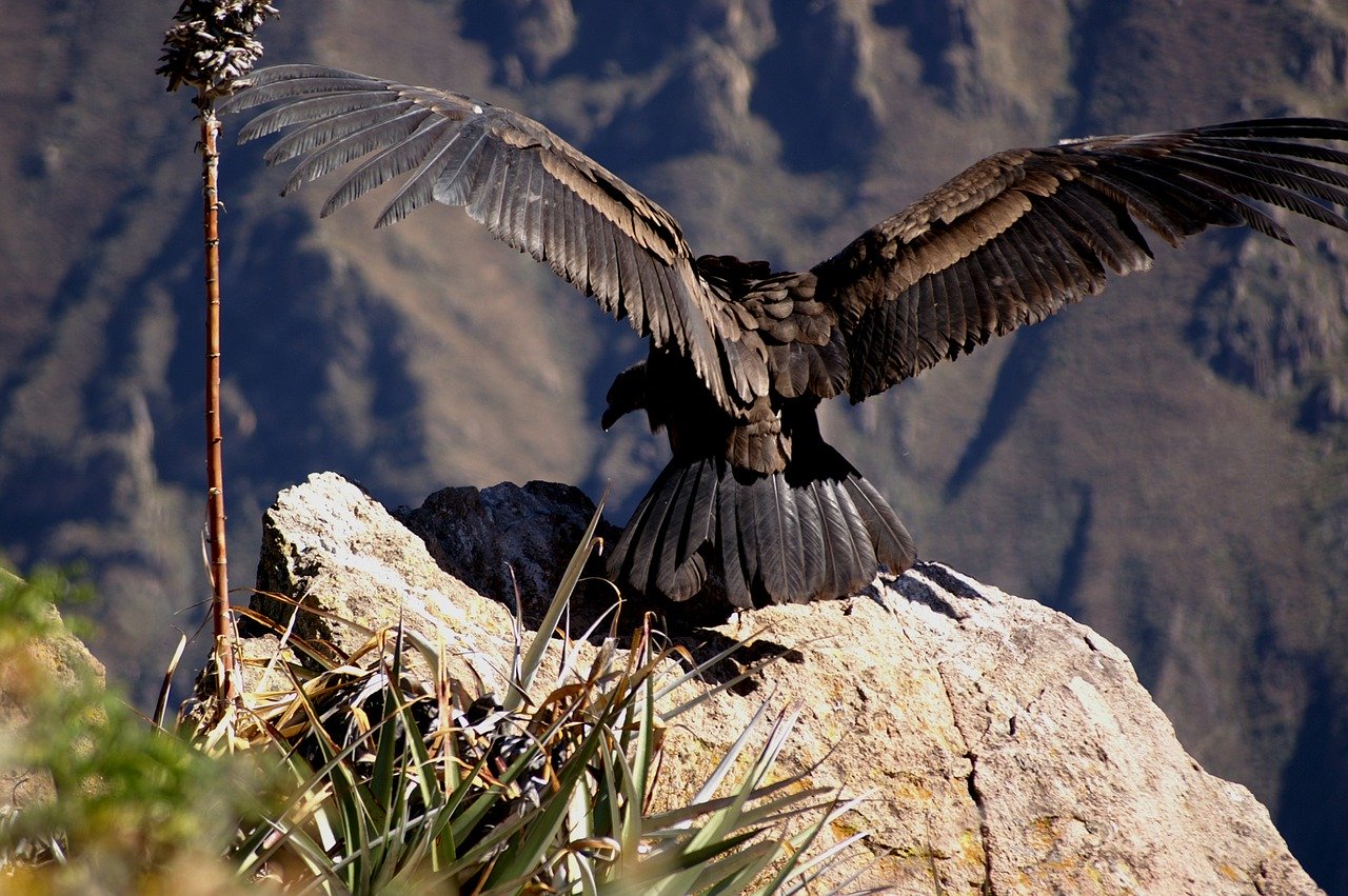 Kondor veľký má unikátny spôsob letu. Dokáže preletieť 160 kilometrov bez toho, aby zamával krídlami