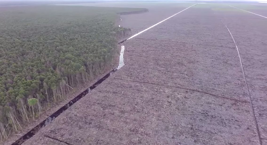 Video: Greenpeace sa podarilo natočiť koľko daždových musí zbytočne zomrieť