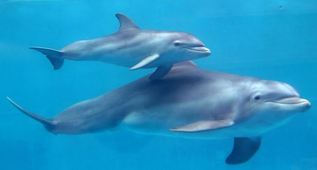 Video: Delfín je atrakciou Kielskeho prieplavu, zabáva ľudí