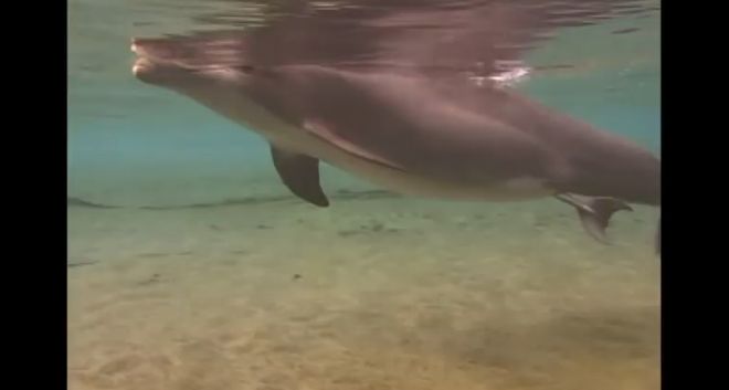 Video: Ako sa rodí delfín