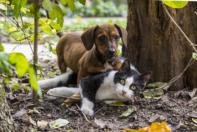 Francúzsky pár choval v byte viac než 160 mačiek a psov