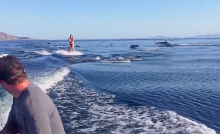 Video: Nádherné surfovanie s delfínmi