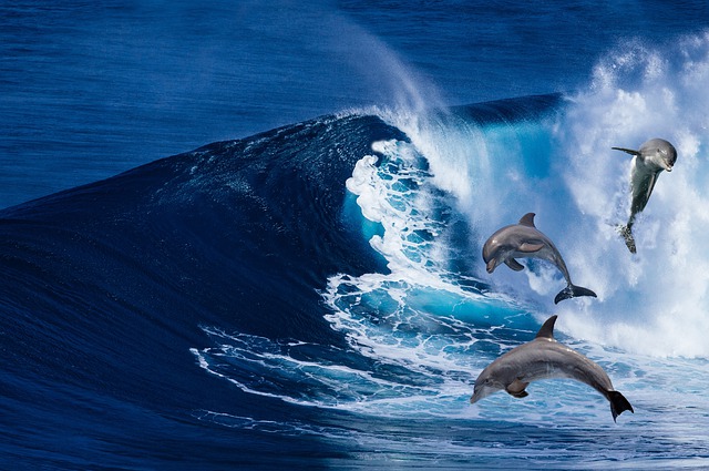 Japonsko varuje turistov: Nedotýkajte sa delfínov, môžu pohrýzť