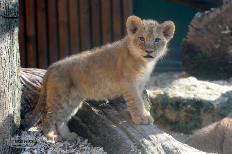 ZOO Bojnice - malé levíčatá vyšli prvýkrát von