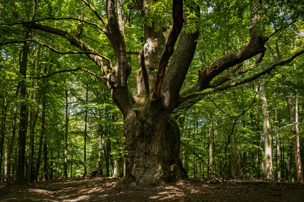 Stromom roka sa stal Dračí dub z Lozorna