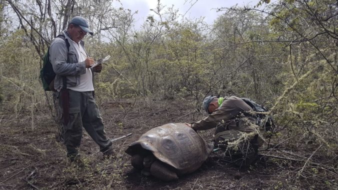 Tím ochranárov pracujúci v okolí najväčšieho vulkánu na Galapágach oznámil, že našiel 30 obrovských korytnačiek, ktoré sú čiastočnými potomkami dvoch vyhynutých druhov, medzi nimi aj toho, z ktorého pochádzal známy Osamelý George. 2. február 2020 Foto: SITA/AP