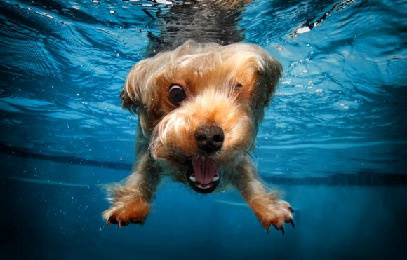  Fantastické zábery psov pod vodou