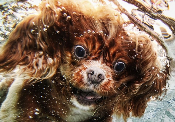  Fantastické zábery psov pod vodou