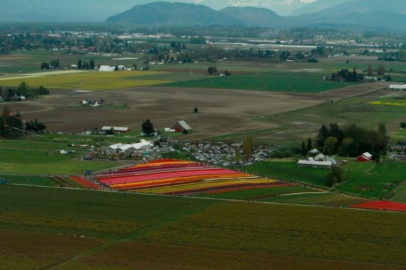 Festival tulipánov v Skagit Valey