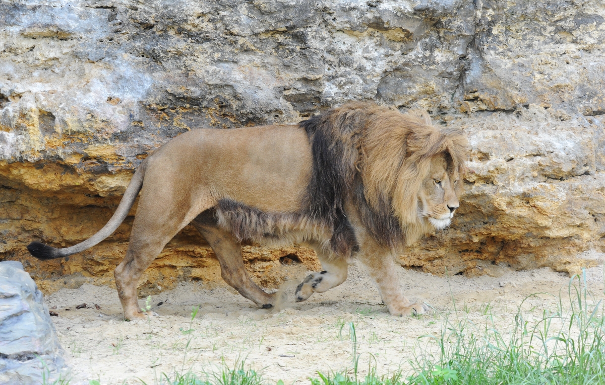 Zoo Bojnice lev