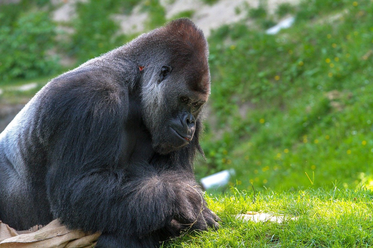 Gorily v kalifornskej zoo mali pozitívny test na koronavírus