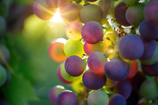 Hrozno je zdrojom antioxidantov, nachádzajú sa aj v šupke bobúľ