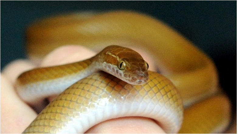 Nový druh hada objavený v Peru pomenovali po Harrisonovi Fordovi