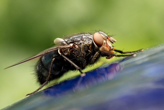 Ako sa jednoducho zbaviť otravného hmyzu?