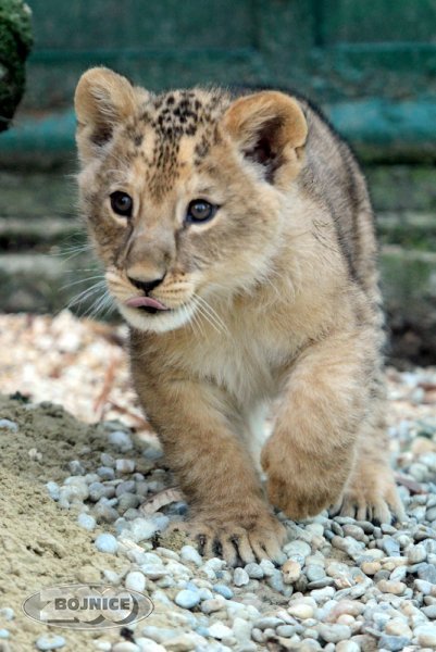 ZOO Bojnice - malé levíčatá vyšli prvýkrát von