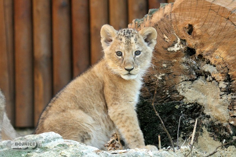 ZOO Bojnice - malé levíčatá vyšli prvýkrát von