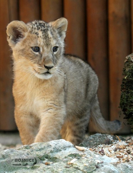 ZOO Bojnice - malé levíčatá vyšli prvýkrát von