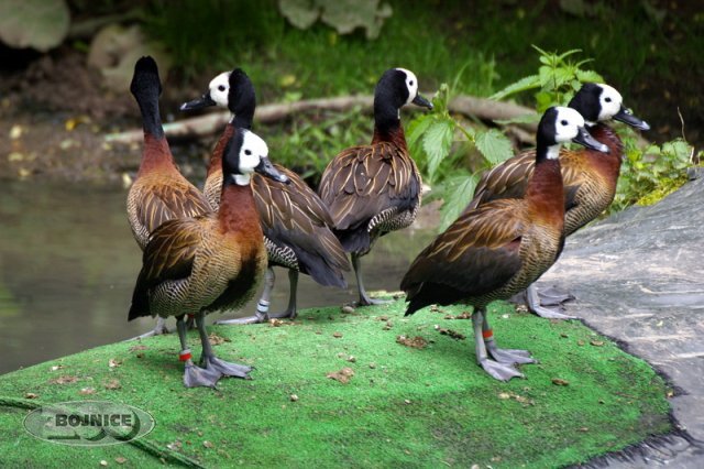 Zoo Bojnice: Návštevníci môžu obdivovať nový druh v zoo