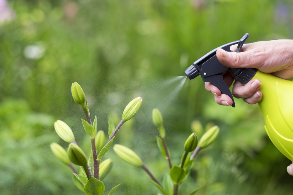 Využívate účinné insekticídy? Toto sú najlepšie prípravky proti škodcom