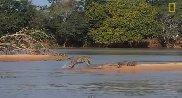 Video: Jaguár zaútočil na krokodíla