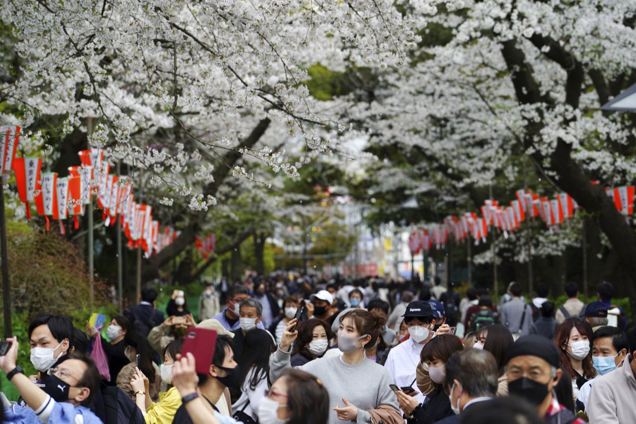 Sakury tento rok v Japonsku rozkvitli najskôr za ostatných 1200 rokov
