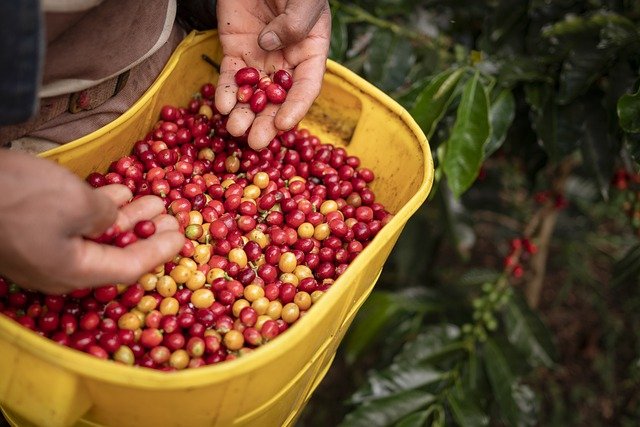 Do roku 2050 bude rásť káva inde ako doposiaľ, polovica oblastí ubudne