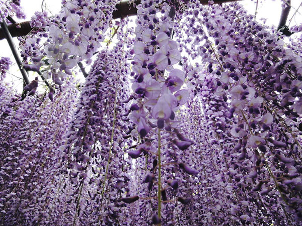 V Japonsku majú kvetinový tunel, ktorý je zážitkom pre všetky zmysly 