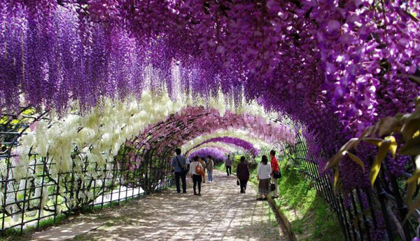 V Japonsku majú kvetinový tunel, ktorý je zážitkom pre všetky zmysly 
