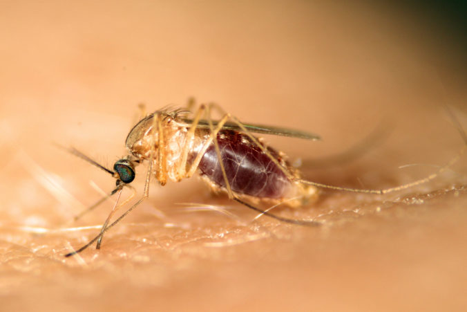 Západonílsku horúčku môže prenášať aj najbežnejší komár. Príznaky si ani nemusíte všimnúť