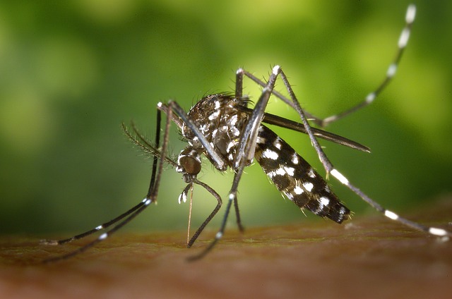Na Slovensko preniká komár schopný prenášať nebezpečné tropické choroby 