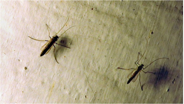 Nebezpečného ázijského komára tigrovaného zaznamenali na Slovensku