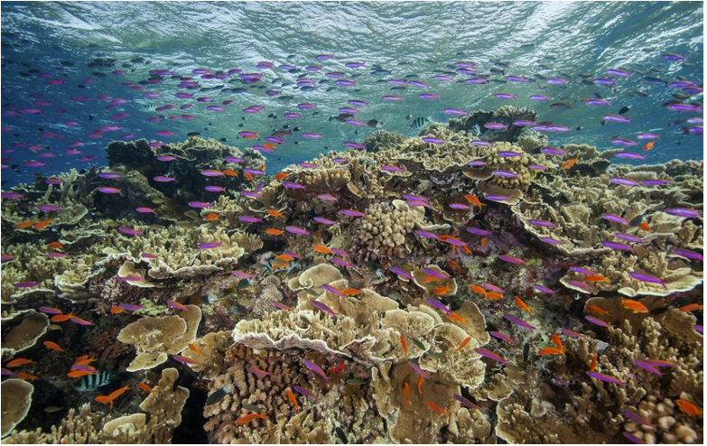 Austrália odmieta povoliť uhoľnú baňu pri Veľkej koralovej bariére