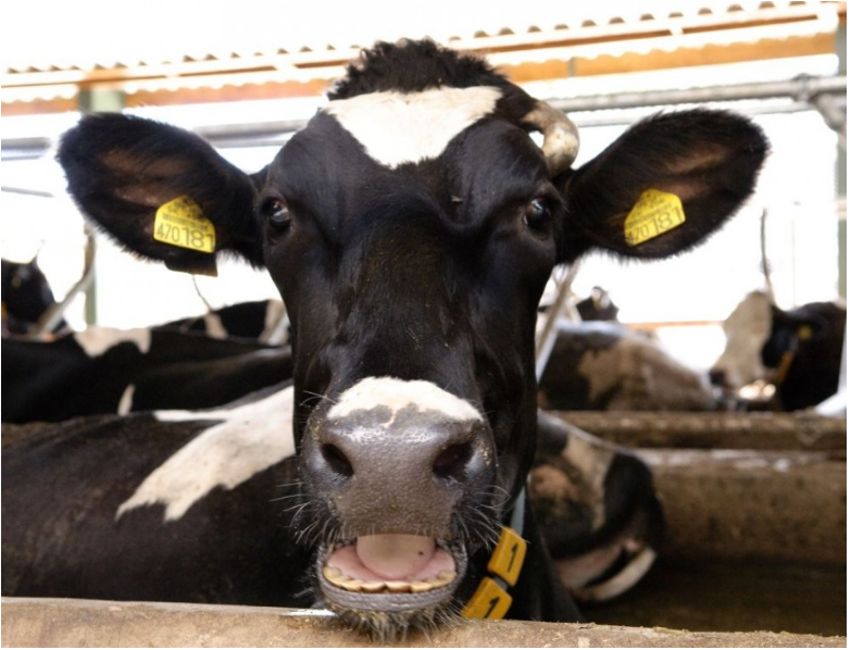 Najnižšia krava na svete dostala posmrtné uznanie