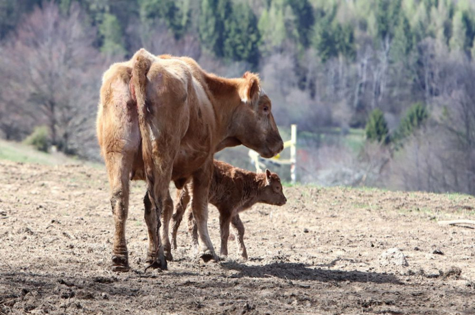 Slovenská akadémia vied: V obci Ráztočno v okrese Prievidza sa potvrdil výskyt Q horúčky