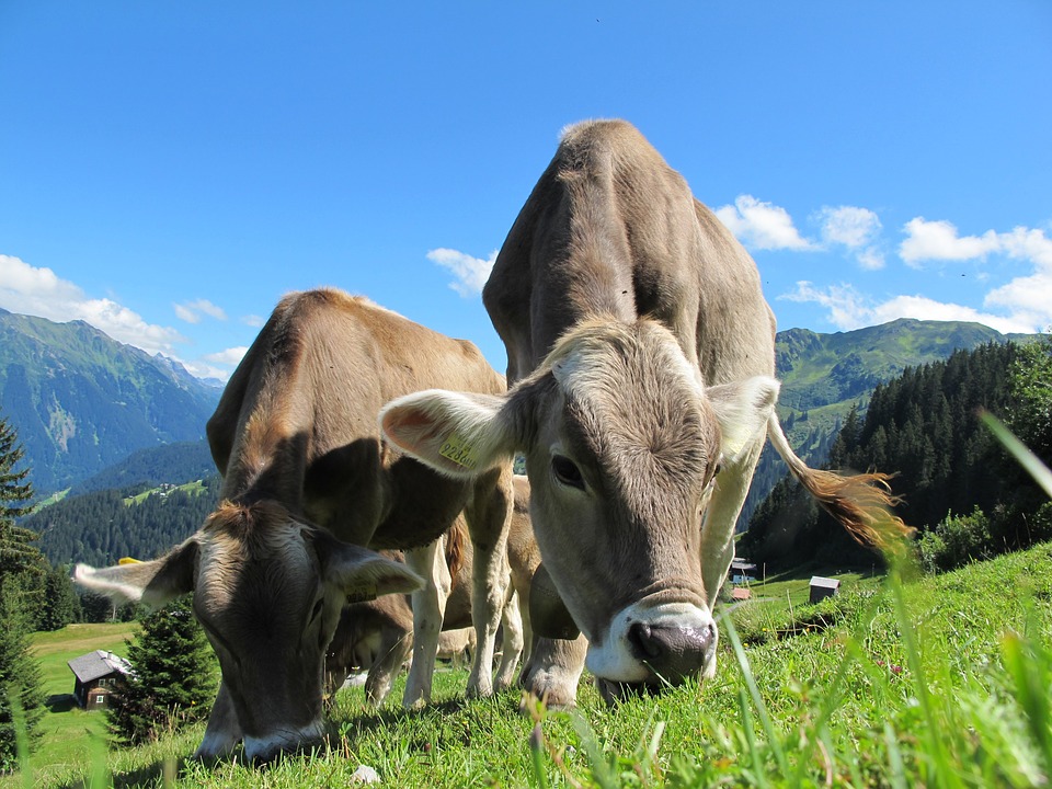 V Bzovíku vzniká jedna z najväčších mliečnych fariem v strednej Európe