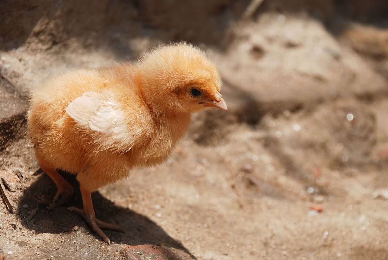 Majiteľka nechce utratiť kura, dostane protézu z tlačiarne