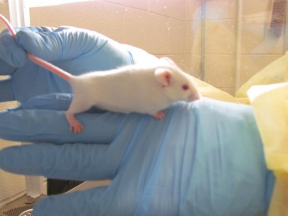 Vedcom sa podarilo vrátiť zrak slepým myšiam.Ilustračné foto: SITA/AP