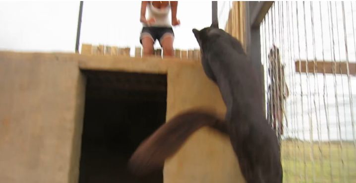 Video: Aj Leopard Čierny je len mačička