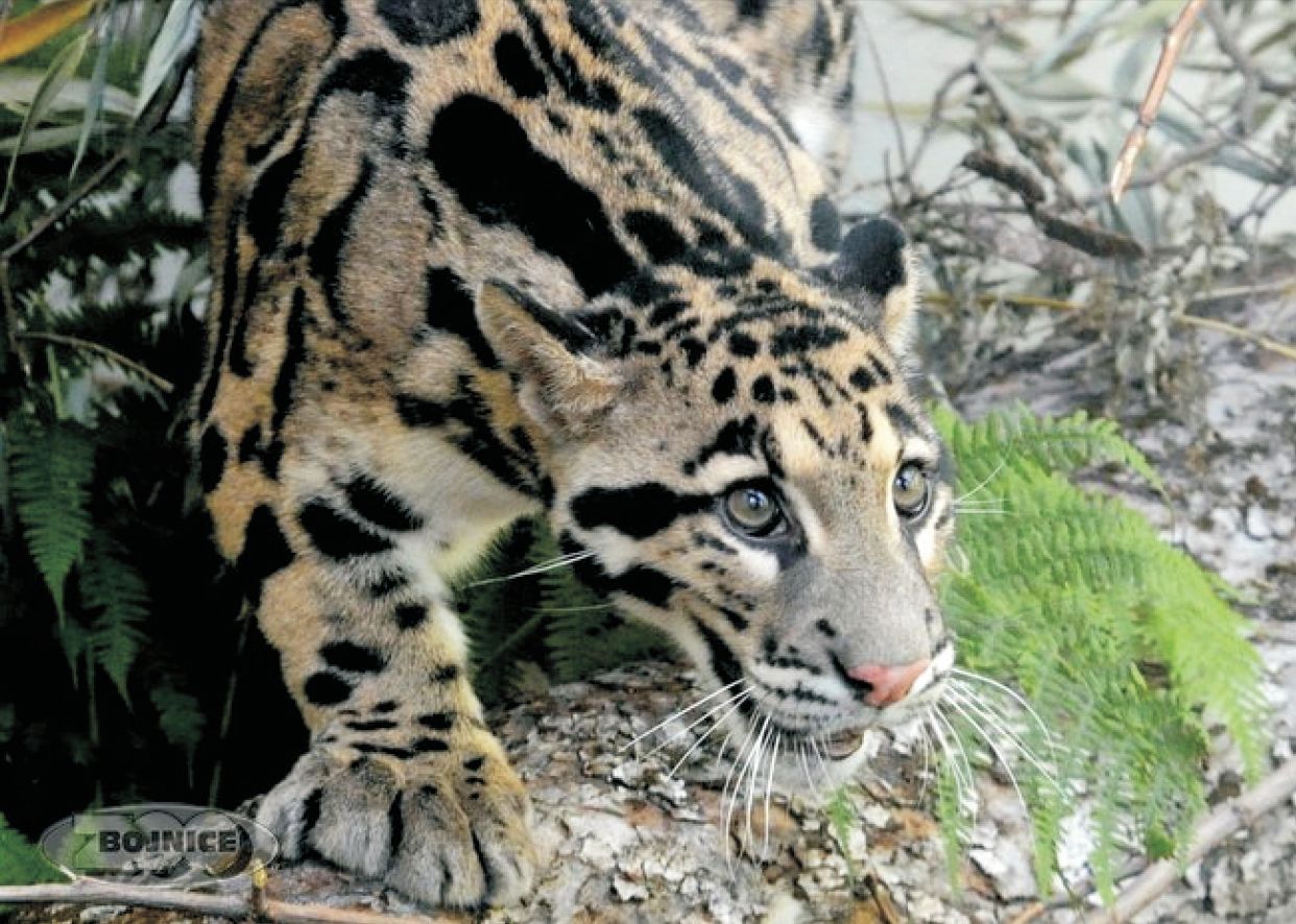 ZOO Bojnice: Prvý leopard obláčkový na Slovensku