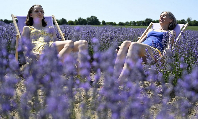 Levanduľová farma v Trnave pri Laborci je navštevovaná najmä pre relax