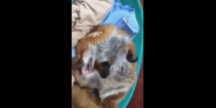 Video: Vyšťastnená líška