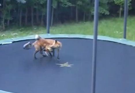 Video: Ako líšky skáču na trampolíne