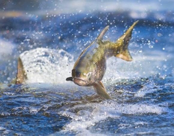 Geneticky modifikované lososy sa dokážu krížiť s pstruhmi.Ilustračné foto: SITA/AP