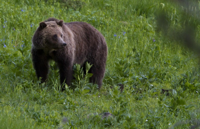 Envirorezort odmieta zneužitie nešťastia na kampaň poľovníkov